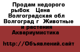 Продам недорого рыбок › Цена ­ 300 - Волгоградская обл., Волгоград г. Животные и растения » Аквариумистика   